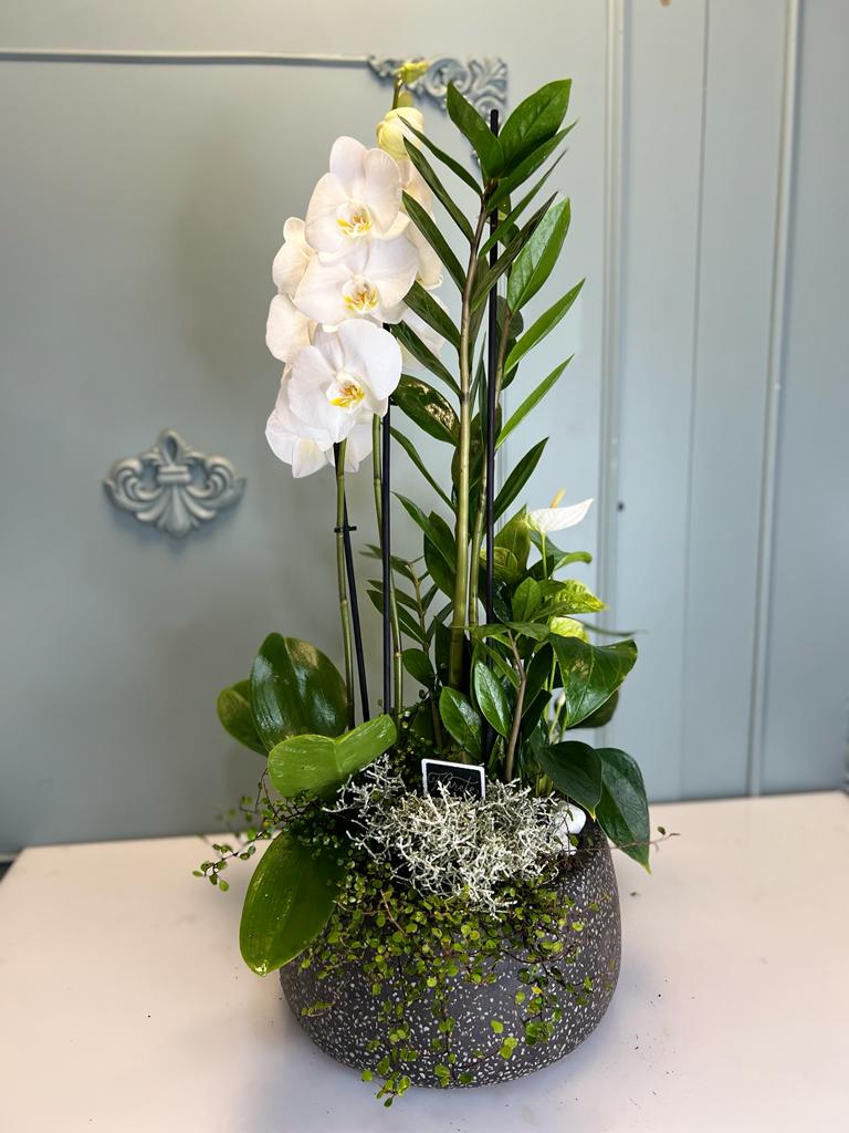 Aranjament Phalaenopsis cu vas Cement Florete - Flori online Iasi