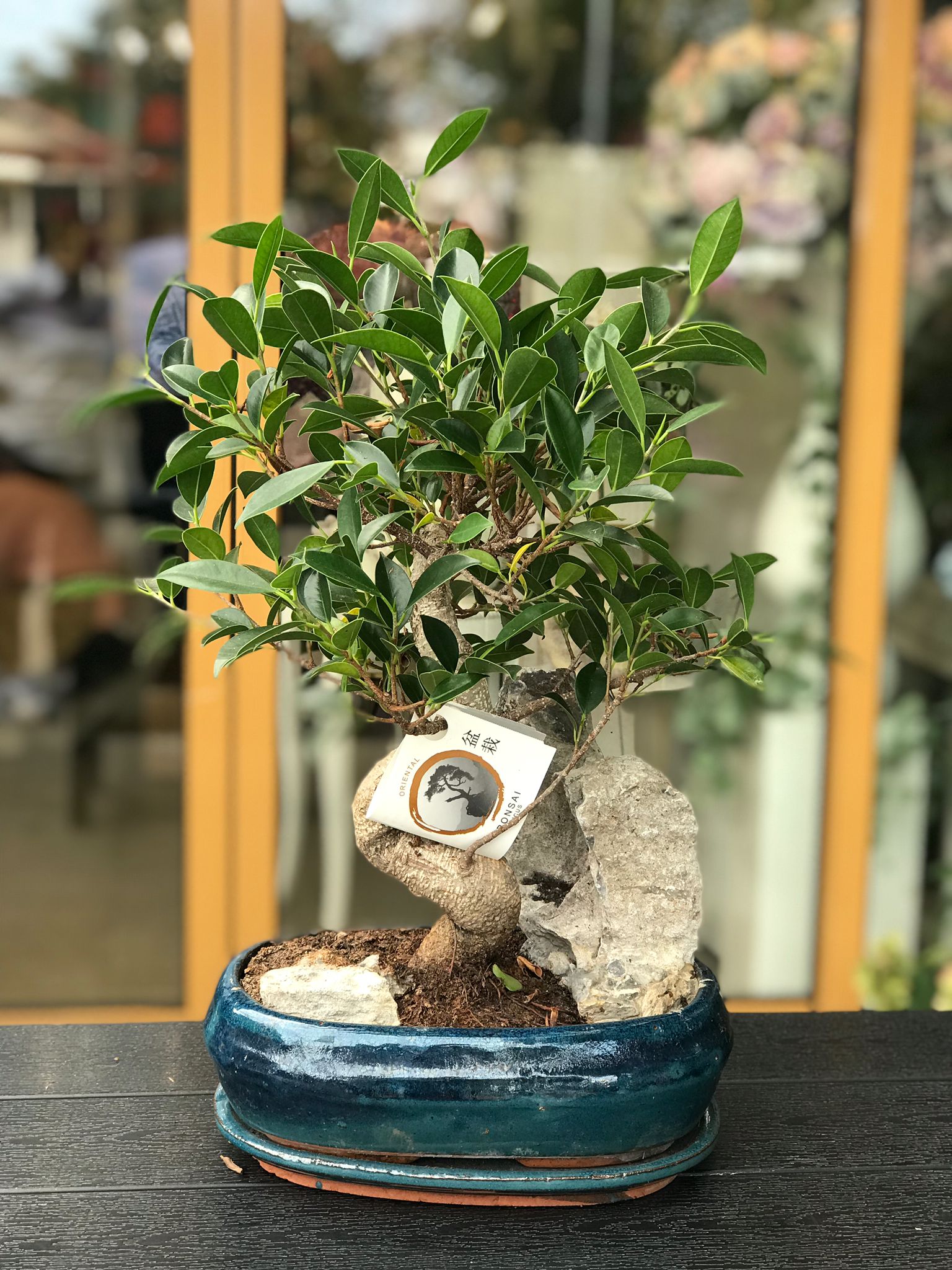 Bonsai Ficus Florete - Flori online Iasi