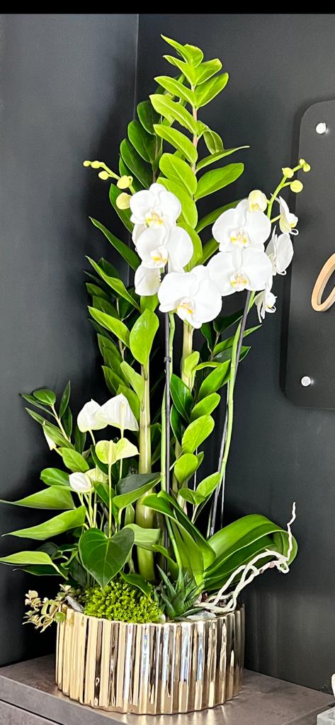 Aranjament Phalaenopsis cu vas Piano Gold Florete - Flori online Iasi