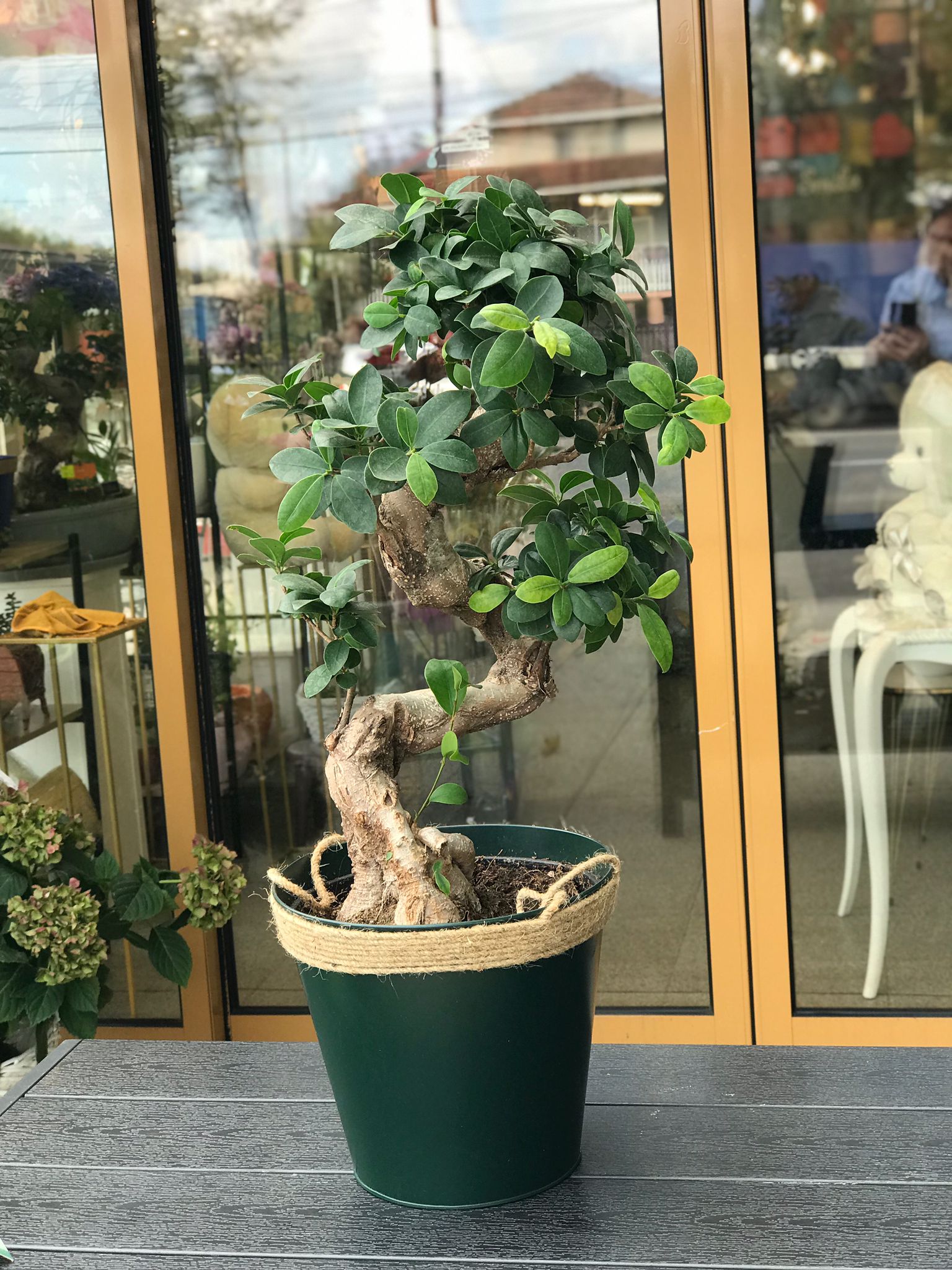 Ficus Ginseng Florete - Flori online Iasi