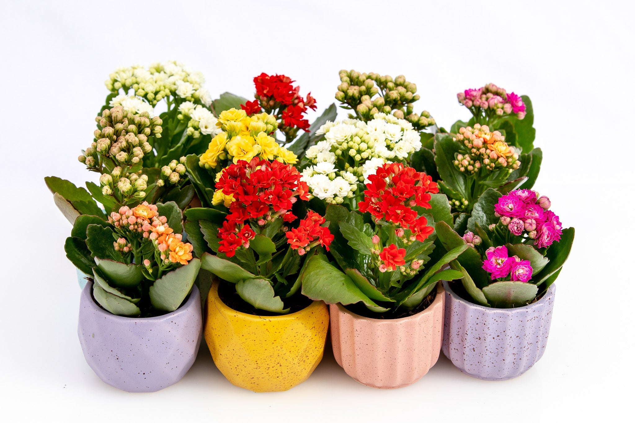 Kalanchoe