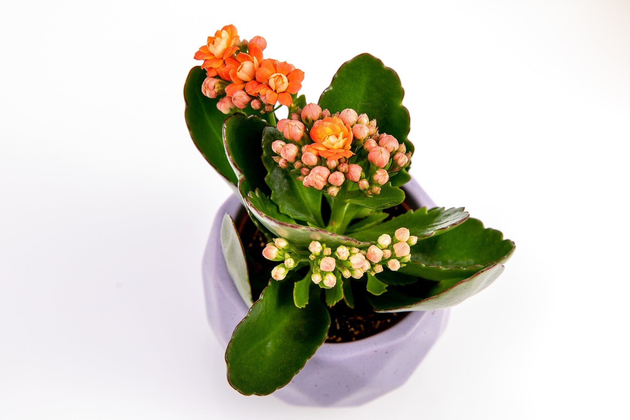 Kalanchoe