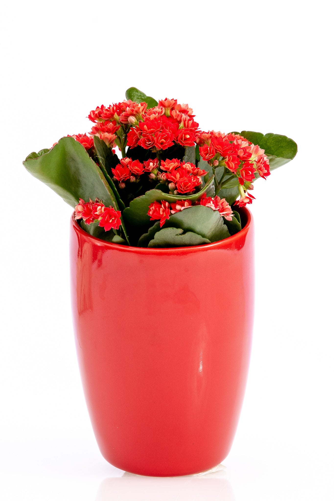 Kalanchoe