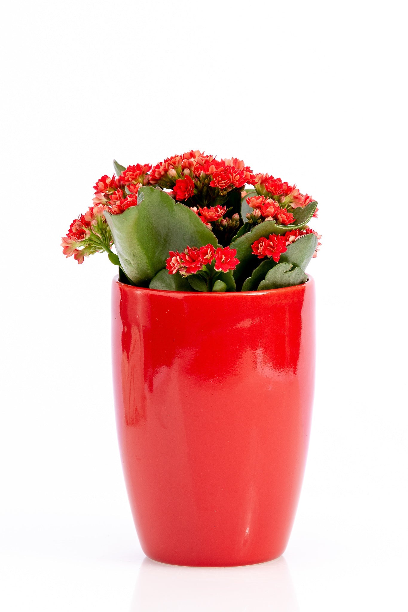 Kalanchoe