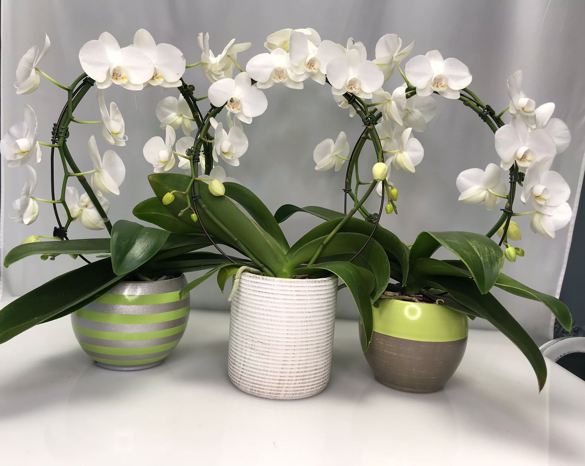 Phalaenopsis Florete - Flori online Iasi