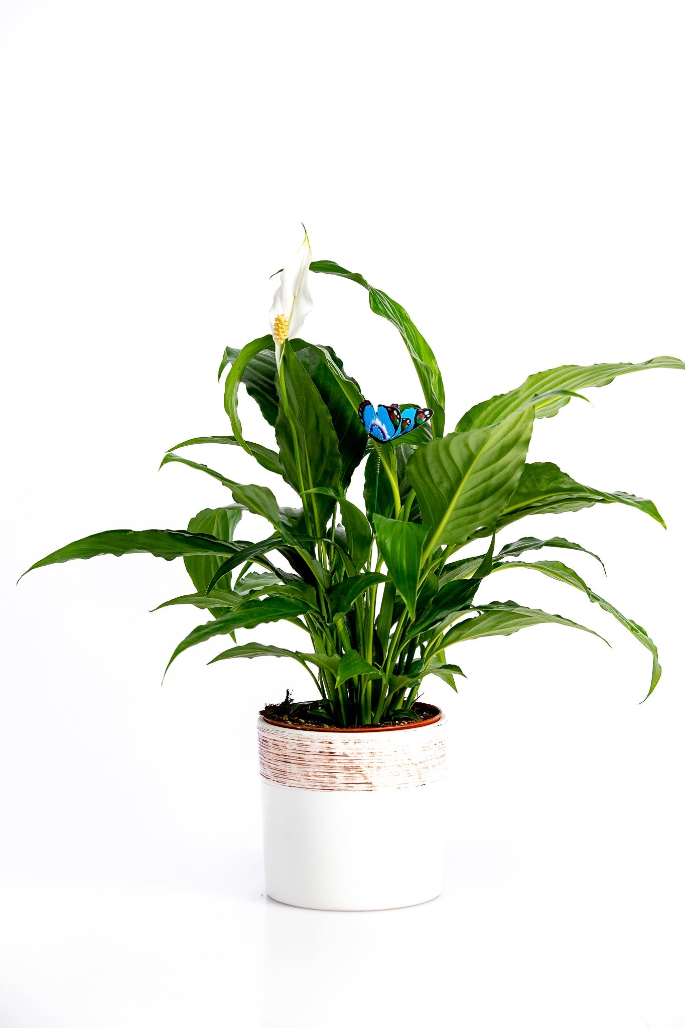 Spathiphyllum Florete - Flori online Iasi