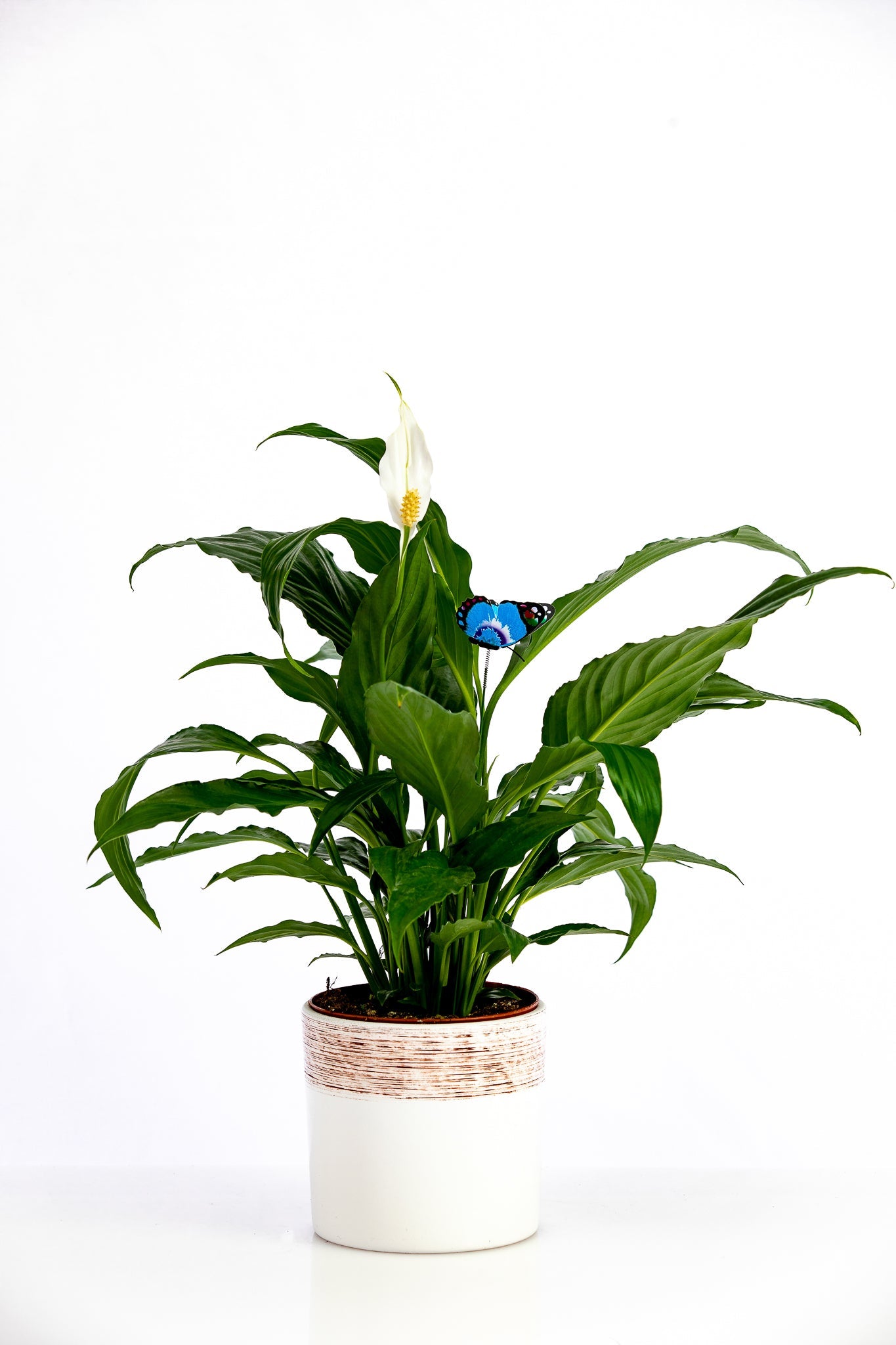 Spathiphyllum