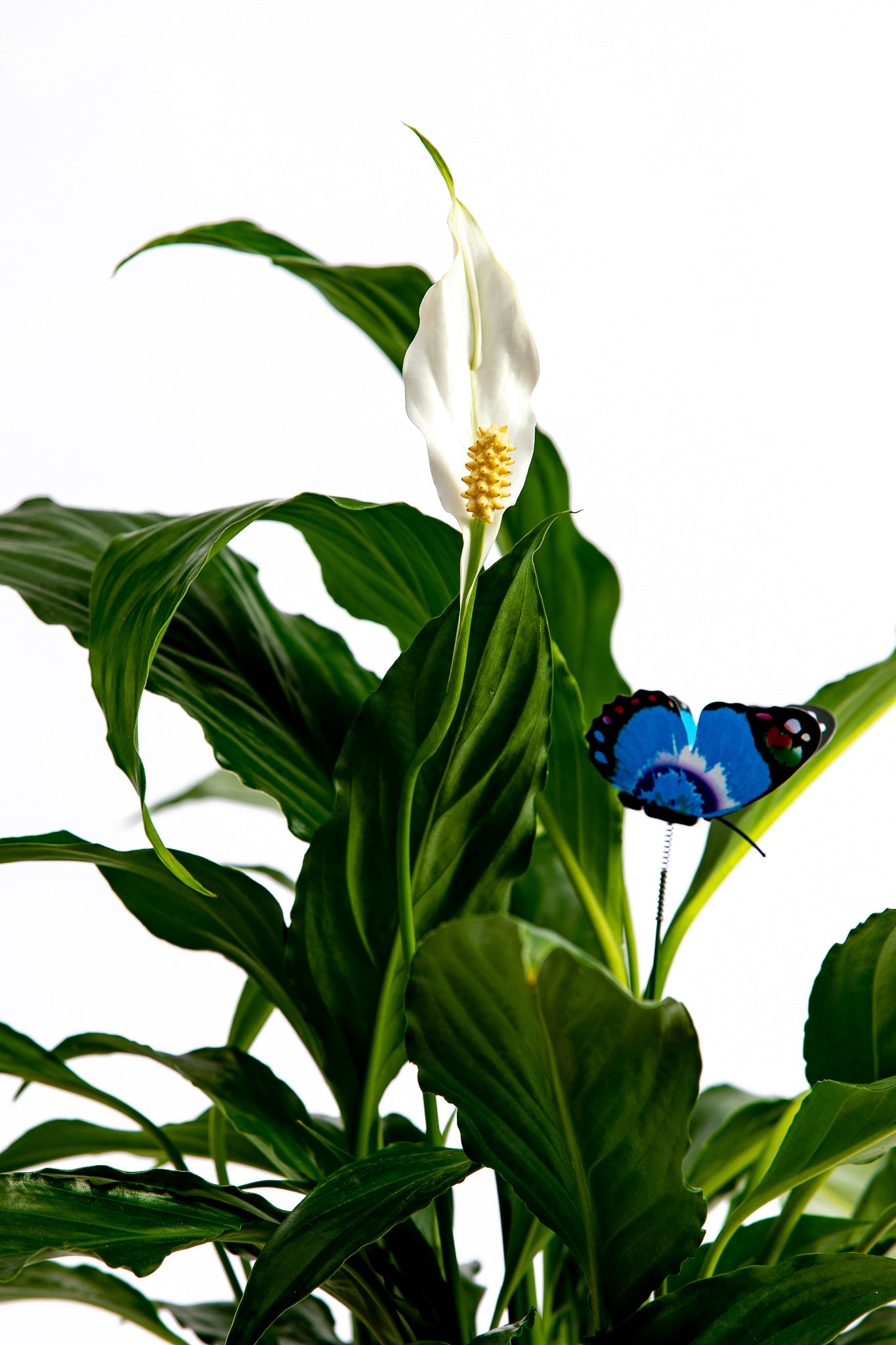 Spathiphyllum Florete - Flori online Iasi