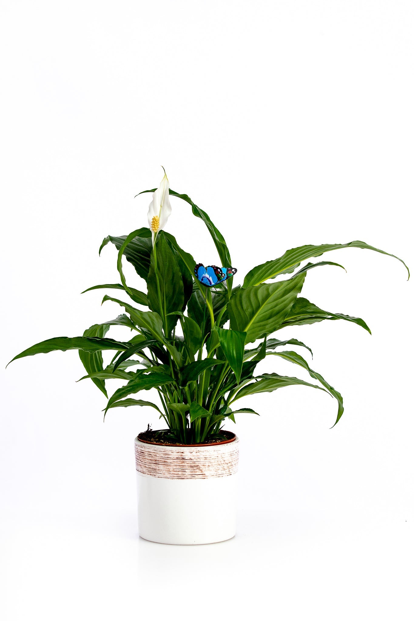 Spathiphyllum