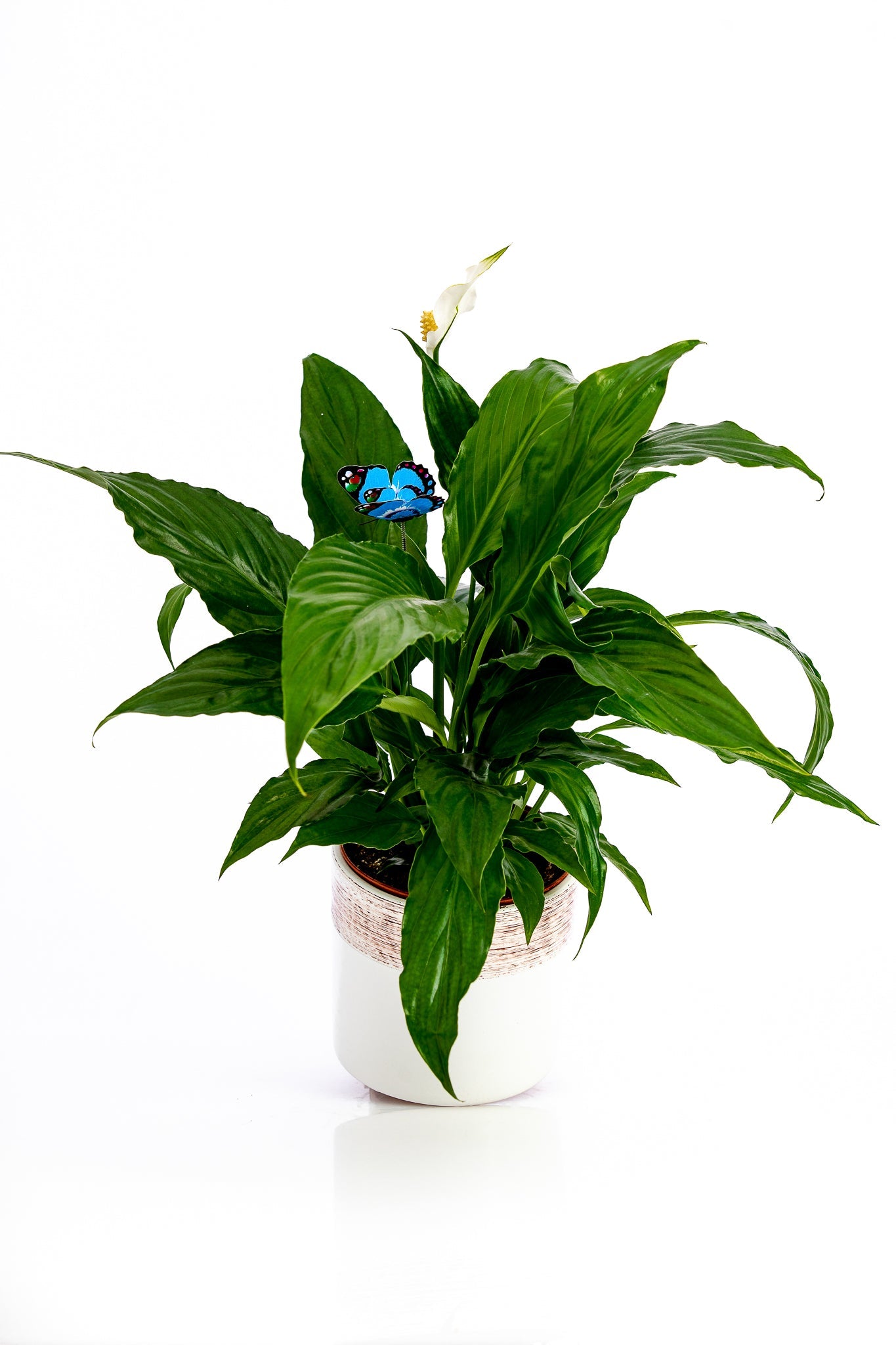 Spathiphyllum