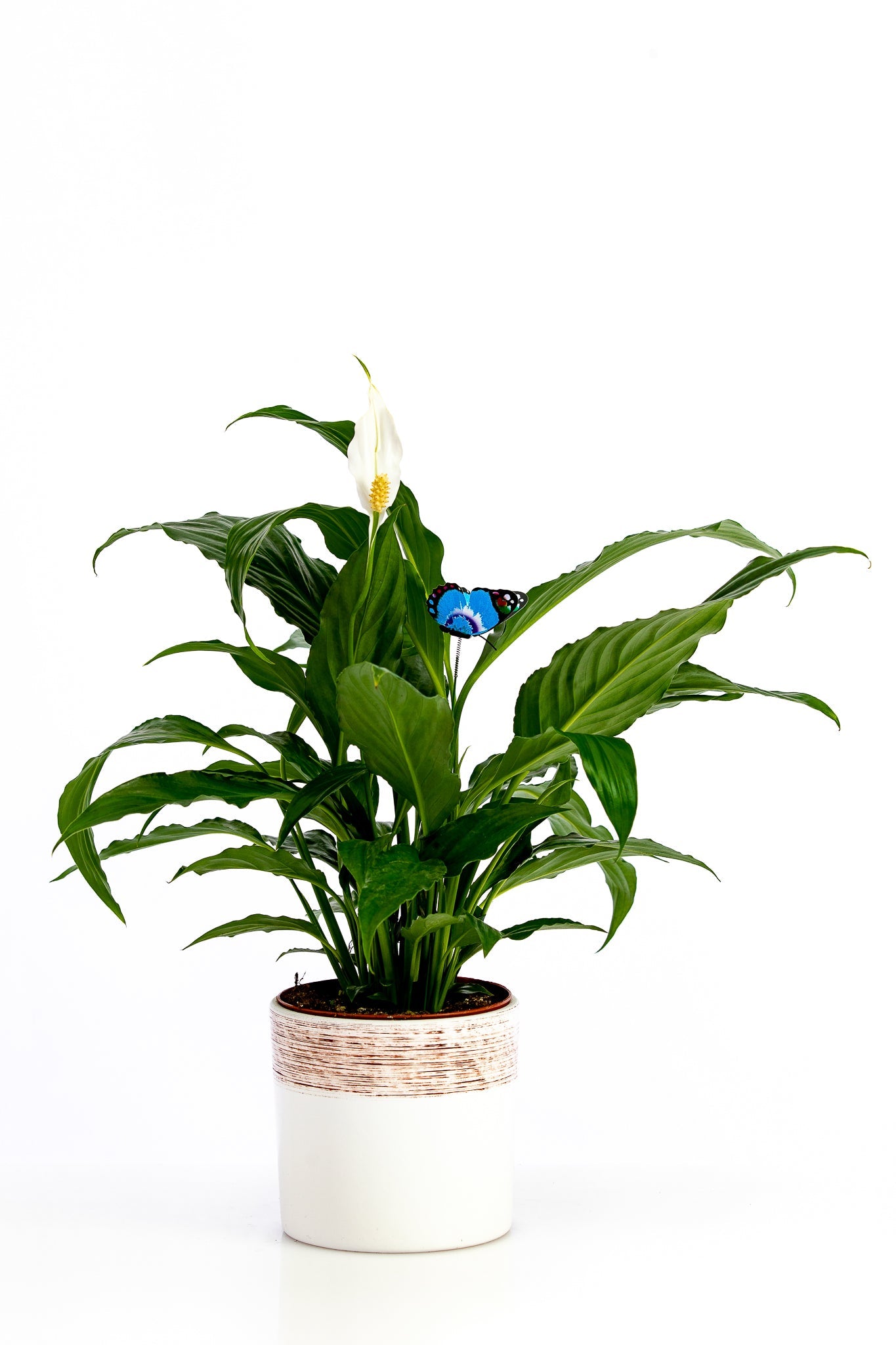 Spathiphyllum